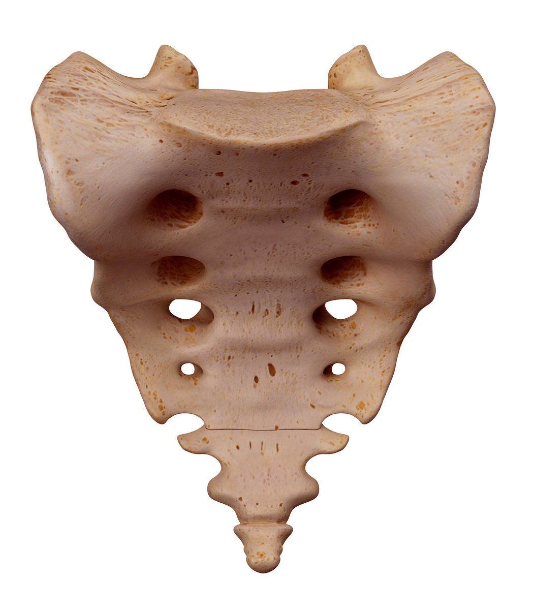 "Human sacrum