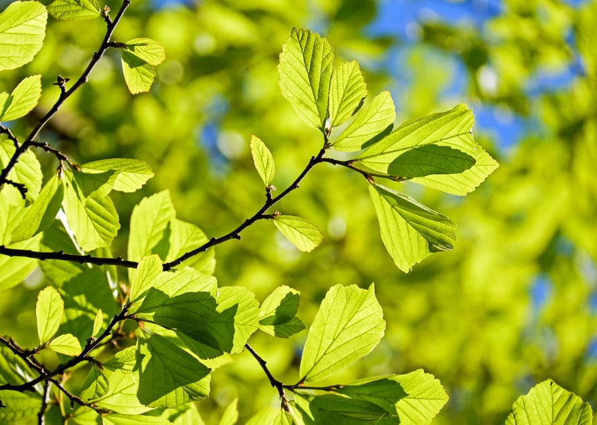 Bright Oak Leaves