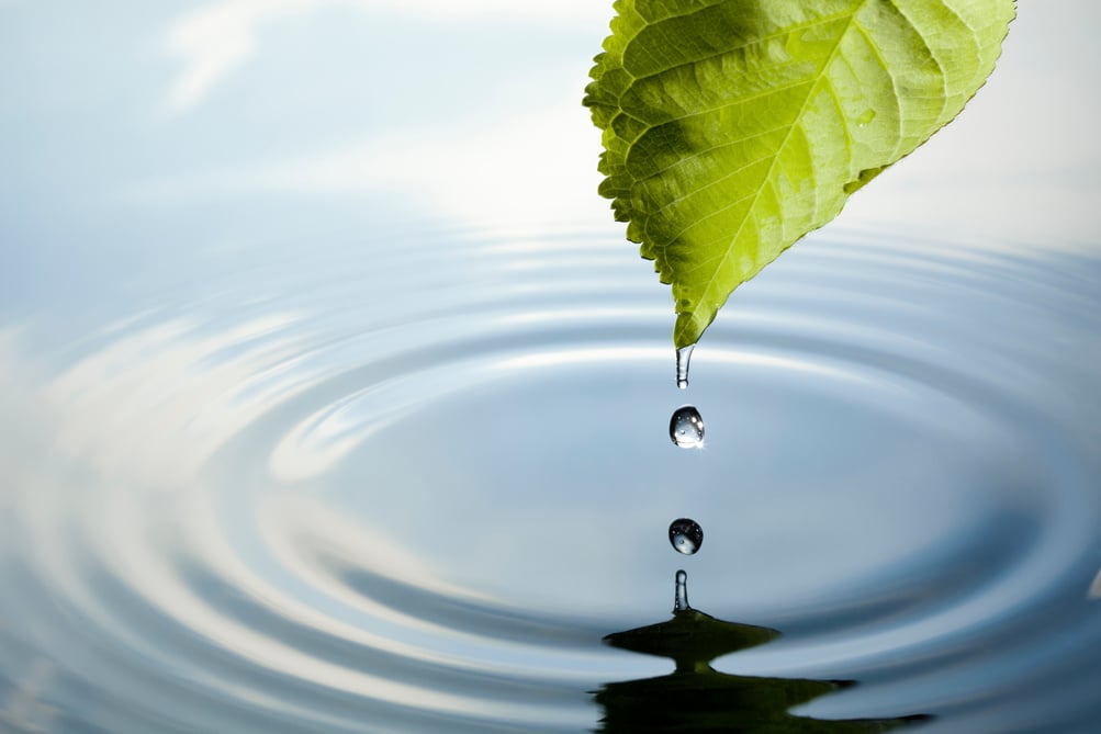 Leaf with water drop